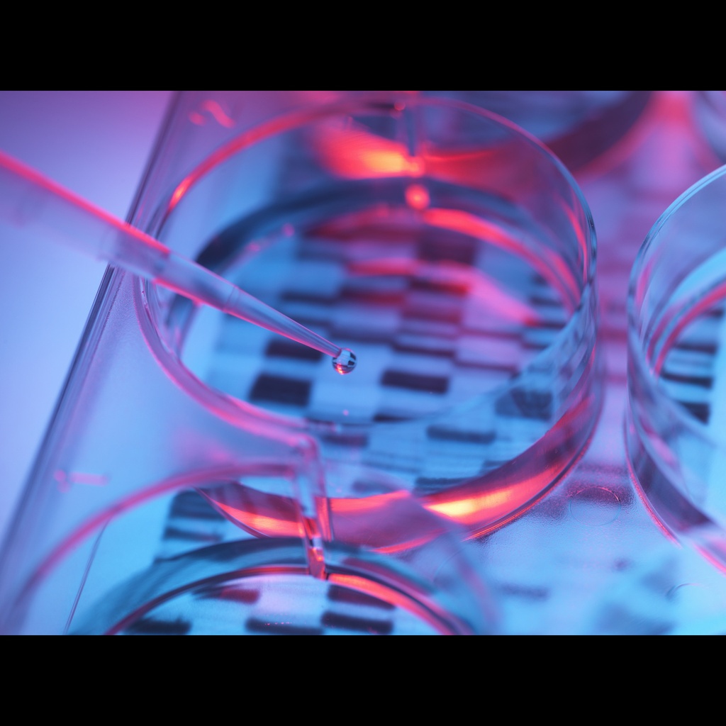 Amplirun® Bacillus Cereus DNA Control 10,000size:20,000 c/µL